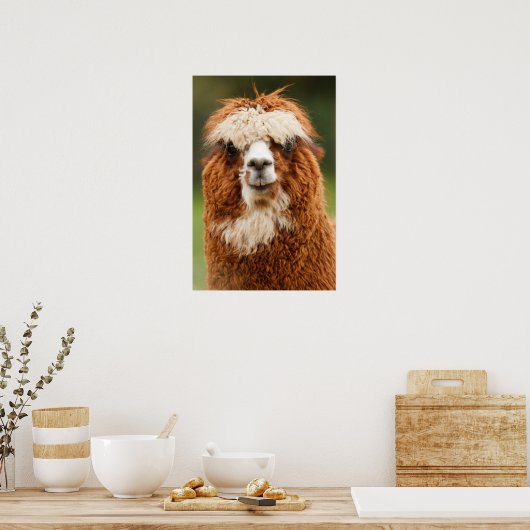Alpaca Poster (Keuken)