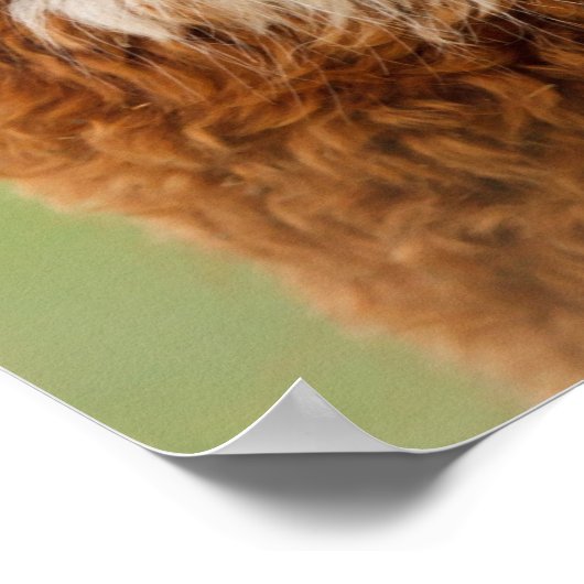 Alpaca Poster (Hoek)