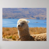 Alpaca poster (Voorkant)