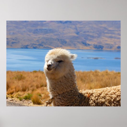 Alpaca poster (Voorkant)