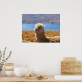 Alpaca poster (Keuken)
