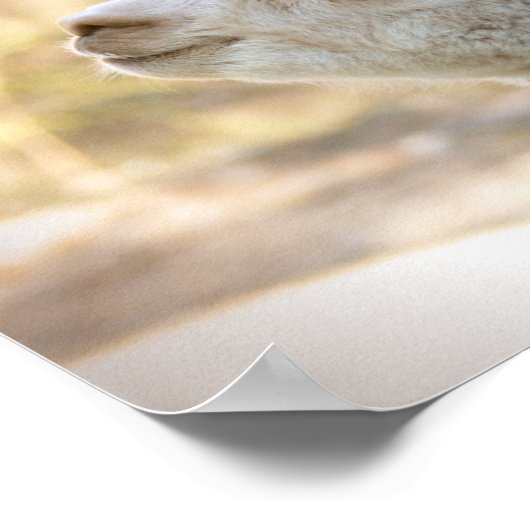 Alpaca Poster Colorful Celeste (Hoek)