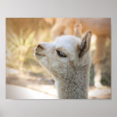 Alpaca Poster Colorful Celeste (Voorkant)
