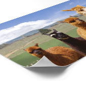 Alpaca Poster Line Up (Hoek)