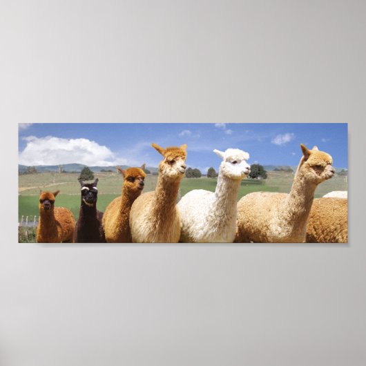 Alpaca Poster Line Up (Voorkant)