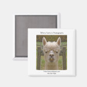 Alpaca Promo Stuk Magneet (Voorkant / Achterkant)
