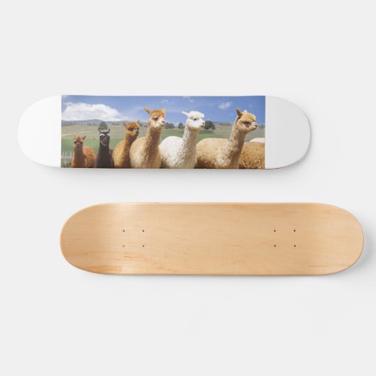 Alpaca Skateboard (Horizontaal)