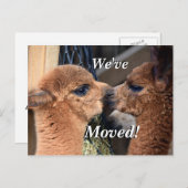 Alpaca stel wij hebben Nieuw Adres bewogen Aankondigingskaart (Voorkant / Achterkant)