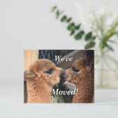 Alpaca stel wij hebben Nieuw Adres bewogen Aankondigingskaart (Staand voorkant)