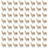 alpaca sticker (Voorkant)