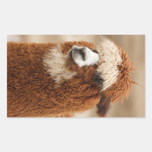 Alpaca-stickers Rechthoekige Sticker (Voorkant)