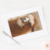 Alpaca-stickers Rechthoekige Sticker (Envelop)