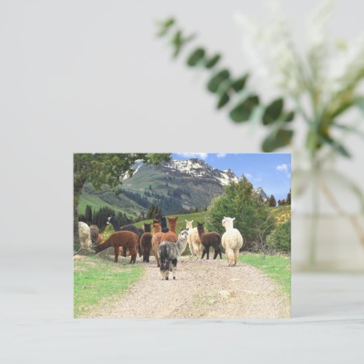 Alpaca Trail Briefkaart (Staand voorkant)