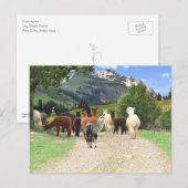 Alpaca Trail Briefkaart (Voorkant / Achterkant)
