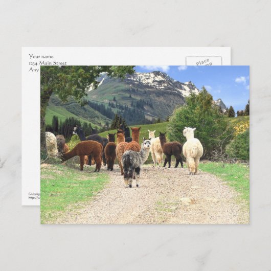 Alpaca Trail Briefkaart (Voorkant / Achterkant)