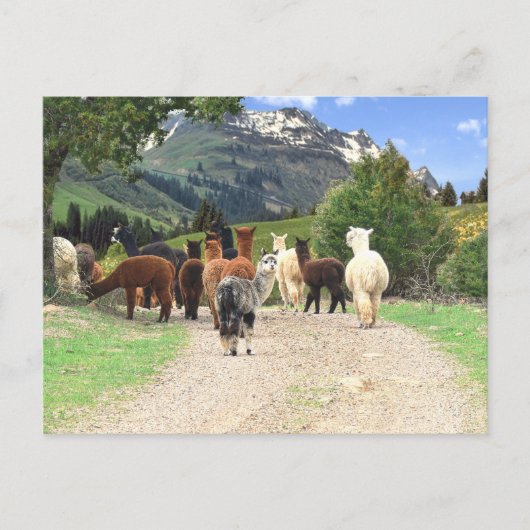 Alpaca Trail Briefkaart (Voorkant)