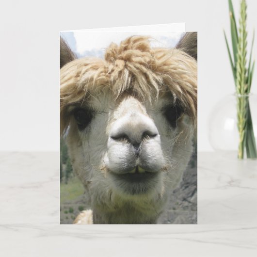 ALPACA UITBLANK BEGROETINGSKAART KAART (Voorkant)