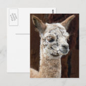 Alpaca van Vele Briefkaarten van Kleuren (Voorkant / Achterkant)