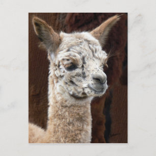 Alpaca van Vele Briefkaarten van Kleuren