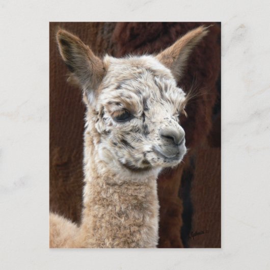 Alpaca van Vele Briefkaarten van Kleuren (Voorkant)