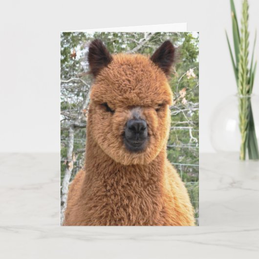 Alpaca Verjaardag Kaart (Voorkant)