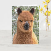 Alpaca Verjaardag Kaart (Gele Bloem)