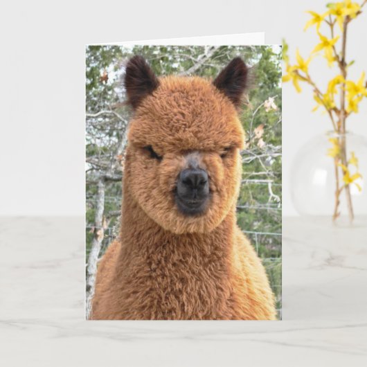 Alpaca Verjaardag Kaart (Gele Bloem)