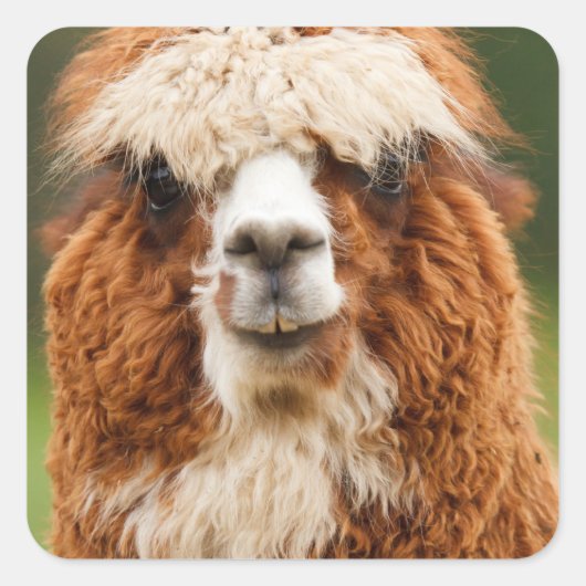Alpaca Vierkante Sticker (Voorkant)
