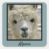 Alpaca Vierkante Sticker (Voorkant)