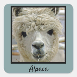 Alpaca Vierkante Sticker