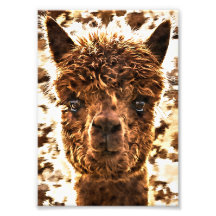 Alpaca Volle Gezichten