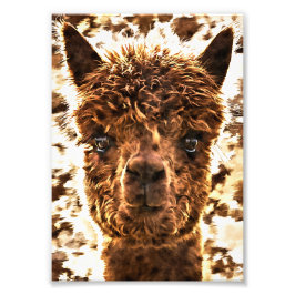 Alpaca Volle Gezichten Foto Afdruk