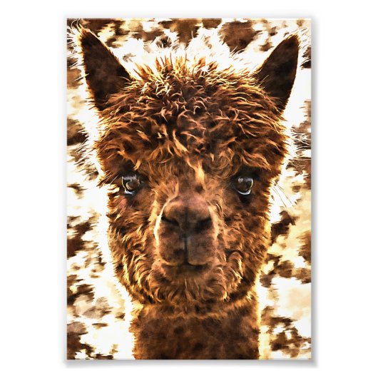 Alpaca Volle Gezichten Foto Afdruk (Voorkant)