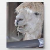 Alpaca, wit fotoplaat (Voorkant)
