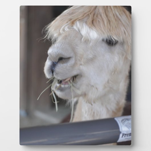 Alpaca, wit fotoplaat (Voorkant)
