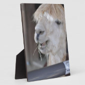 Alpaca, wit fotoplaat (Zijkant)