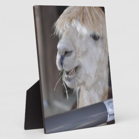Alpaca, wit fotoplaat (Zijkant)
