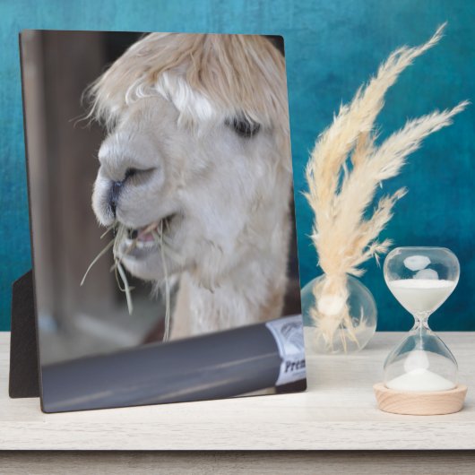 Alpaca, wit fotoplaat (Zijkant)