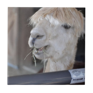 Alpaca, wit tegeltje