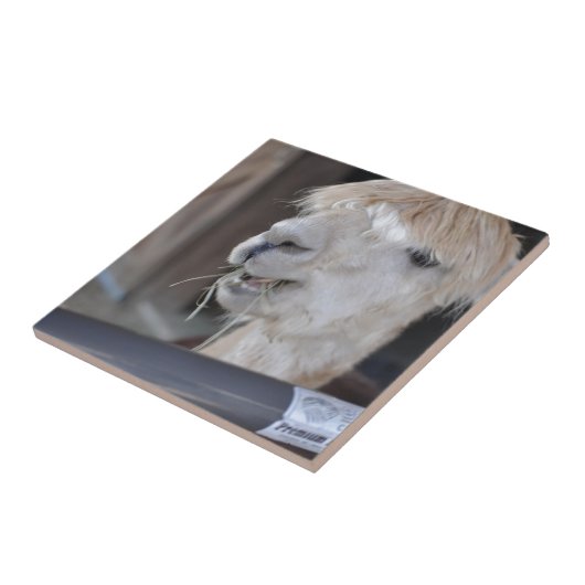 Alpaca, wit tegeltje (Zijkant)