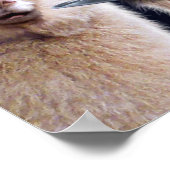 Alpaca Witches Poster (Hoek)