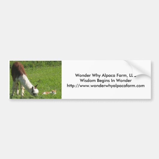 Alpaca Wonder Bumpersticker (Voorkant)