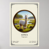 Alpaca Zoölogie Serie Poster (Voorkant)