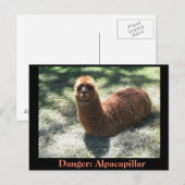Alpacapillair Briefkaart (Voorkant / Achterkant)