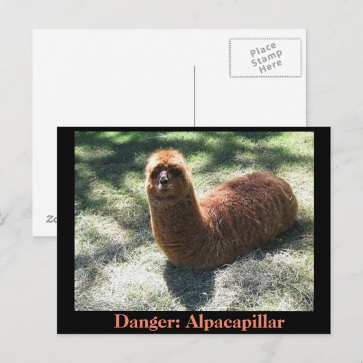 Alpacapillair Briefkaart (Voorkant / Achterkant)