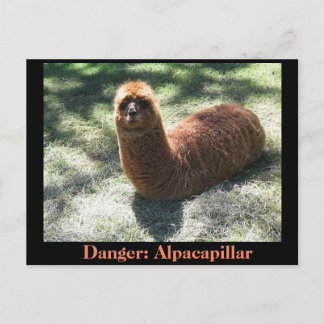 Alpacapillair Briefkaart