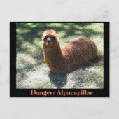 Alpacapillair Briefkaart (Voorkant)