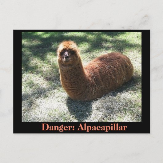 Alpacapillair Briefkaart (Voorkant)