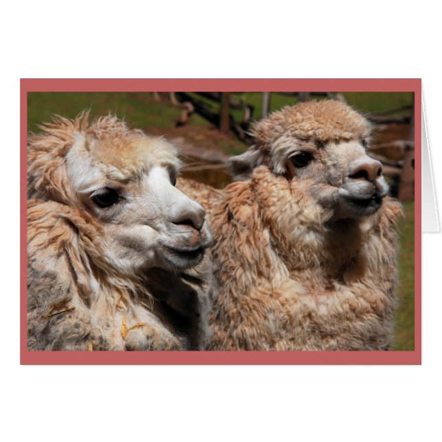 "Alpacas" (Voorkant Horizontaal)