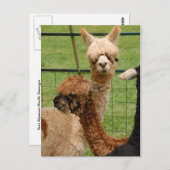 Alpacas Briefkaart (Voorkant / Achterkant)